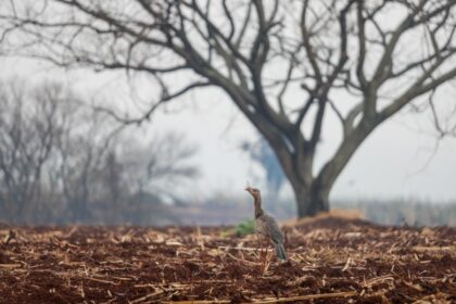 Wildfires in southern Brazil kill two, raise alert levels in dozens of cities