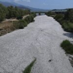 WATCH: Over 100 tonnes of dead fish flood Greek port in climate-related die-off