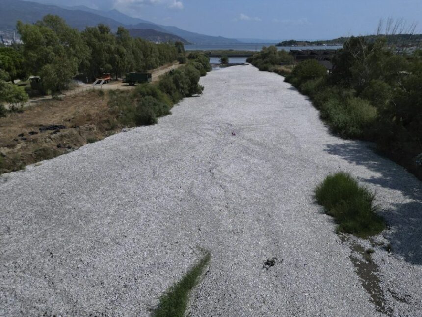 WATCH: Over 100 tonnes of dead fish flood Greek port in climate-related die-off