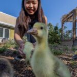 Welcome to the farm where cows, pigs and sheep are part of the climate curriculum