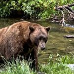 Bear bursts into picnic, snatches woman's leg, wildlife police forced to make decision