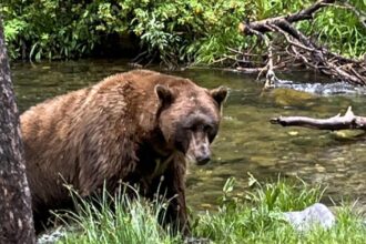 Bear bursts into picnic, snatches woman's leg, wildlife police forced to make decision