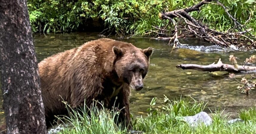 Bear bursts into picnic, snatches woman's leg, wildlife police forced to make decision