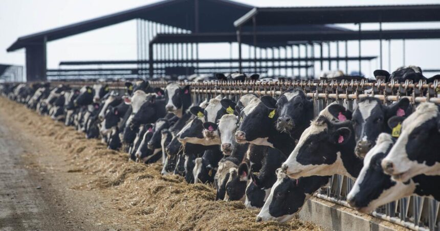 California has reported a total of eight cases of H5N1 avian influenza in dairy herds.