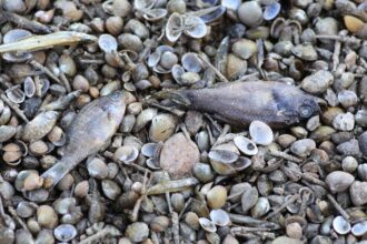 'So sad': Bakersfield river suddenly dries up, killing thousands of fish