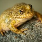 Endangered frogs once again threatened by California wildfires and may need rescuing