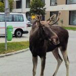 Emile the Moose Adventures puts the Austrian horn on the toes