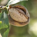 Stanford University graduate startup turns almond shell waste into organic fertilizer