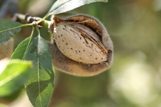 Stanford University graduate startup turns almond shell waste into organic fertilizer