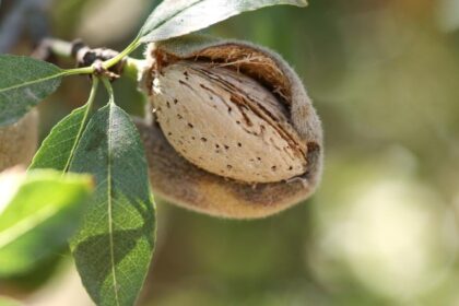 Stanford University graduate startup turns almond shell waste into organic fertilizer