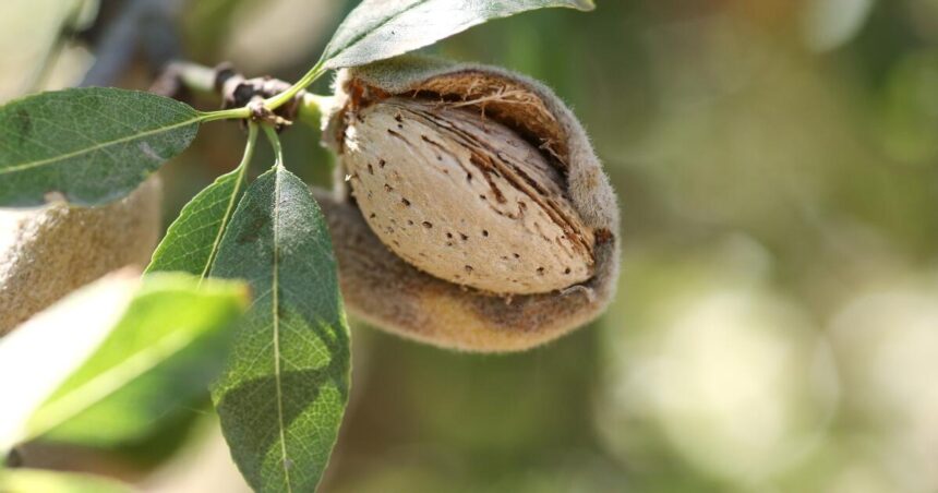Stanford University graduate startup turns almond shell waste into organic fertilizer