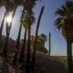 Money flow, average income rises dramatically in Parasical Coachella Valley
