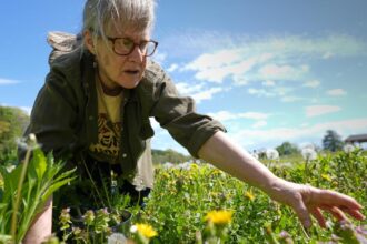 Foraging Revival: How Wild Food Enthusiasts Reconnect with Nature
