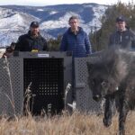 Trump administration says Colorado wolves should come from the US, not Canada