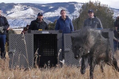 Trump administration says Colorado wolves should come from the US, not Canada