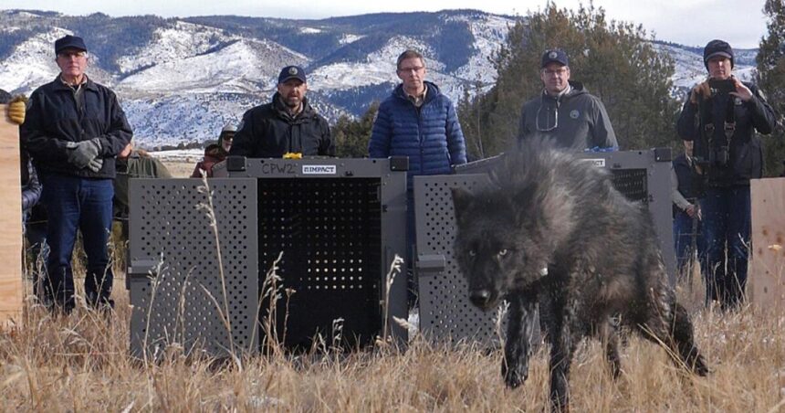Trump administration says Colorado wolves should come from the US, not Canada