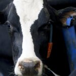 Nestlé quietly withdraws from global effort to reduce dairy methane emissions