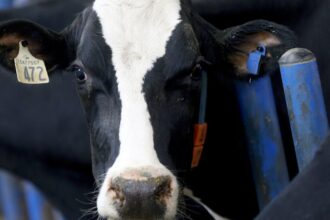 Nestlé quietly withdraws from global effort to reduce dairy methane emissions