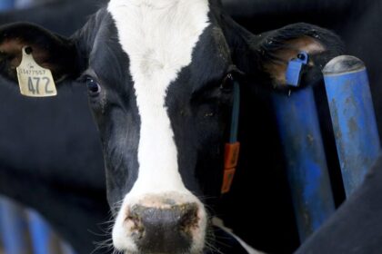 Nestlé quietly withdraws from global effort to reduce dairy methane emissions