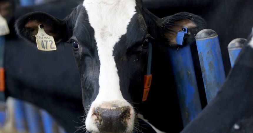 Nestlé quietly withdraws from global effort to reduce dairy methane emissions