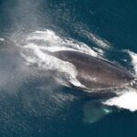 One of the world's rarest whales, living in the Atlantic Ocean, their numbers are increasing.
