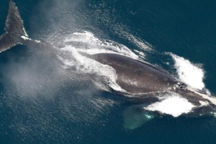 One of the world's rarest whales, living in the Atlantic Ocean, their numbers are increasing.