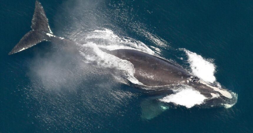 One of the world's rarest whales, living in the Atlantic Ocean, their numbers are increasing.