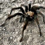 Tarantula breeding season is in full swing. Not everyone makes it home alive