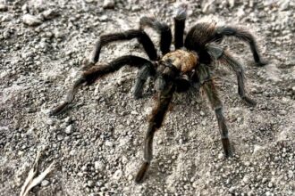 Tarantula breeding season is in full swing. Not everyone makes it home alive