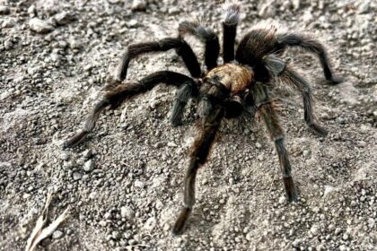 Tarantula breeding season is in full swing. Not everyone makes it home alive