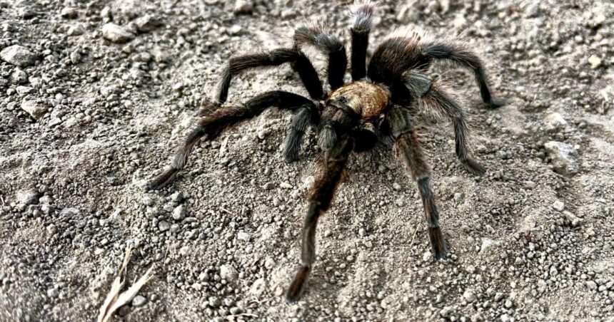 Tarantula breeding season is in full swing. Not everyone makes it home alive
