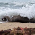 Marine mammals are dying in record numbers along California coasts