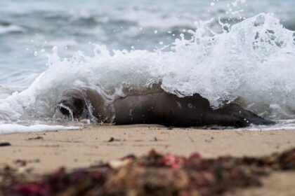Marine mammals are dying in record numbers along California coasts