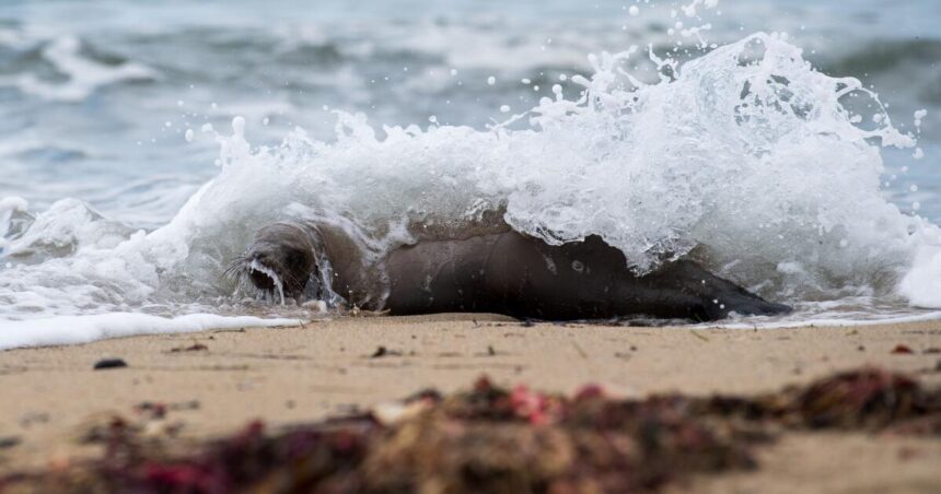 Marine mammals are dying in record numbers along California coasts