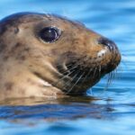 Republicans aim to weaken 50-year-old law protecting whales, seals and polar bears