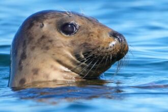 Republicans aim to weaken 50-year-old law protecting whales, seals and polar bears
