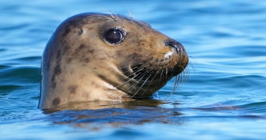 Republicans aim to weaken 50-year-old law protecting whales, seals and polar bears