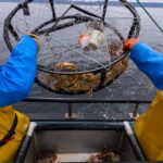 Why California's holiday crab tradition faces disruption again