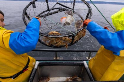 Why California's holiday crab tradition faces disruption again