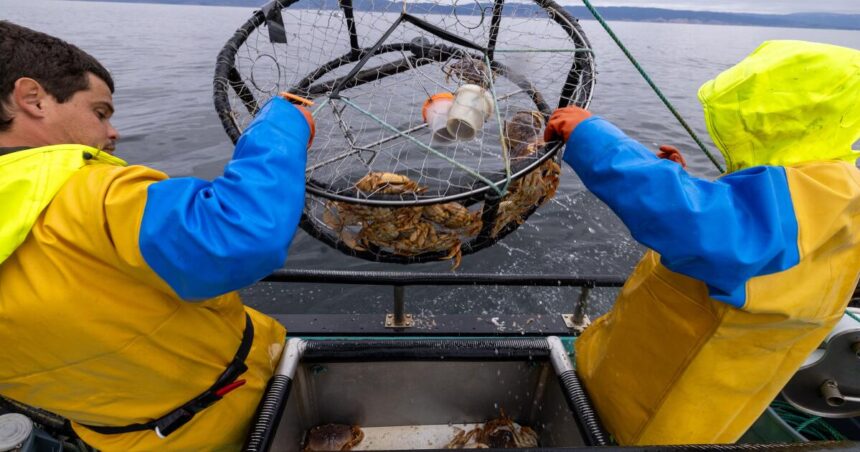 Why California's holiday crab tradition faces disruption again