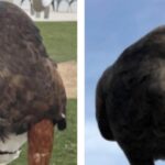Baba, one of two Hawks stolen from Sophie Stadium, is safe. Alice remains missing