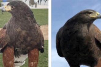 Baba, one of two Hawks stolen from Sophie Stadium, is safe. Alice remains missing