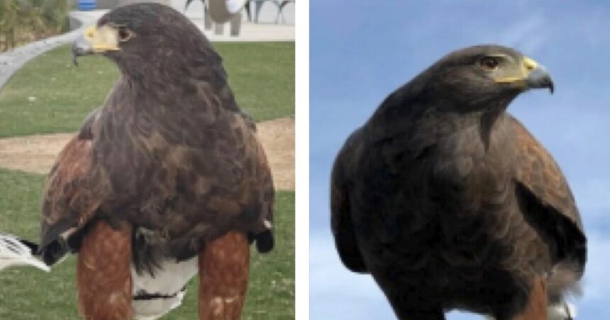 Baba, one of two Hawks stolen from Sophie Stadium, is safe. Alice remains missing