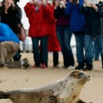 More than half of Arctic seals and birds are at risk on the latest endangered species list