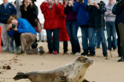 More than half of Arctic seals and birds are at risk on the latest endangered species list