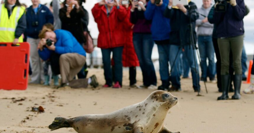 More than half of Arctic seals and birds are at risk on the latest endangered species list