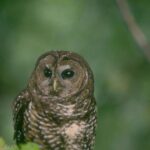 Plan to cull 450,000 owls overcomes major obstacles amid mixed Republican opposition