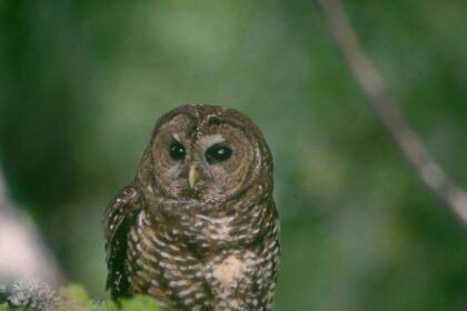 Plan to cull 450,000 owls overcomes major obstacles amid mixed Republican opposition