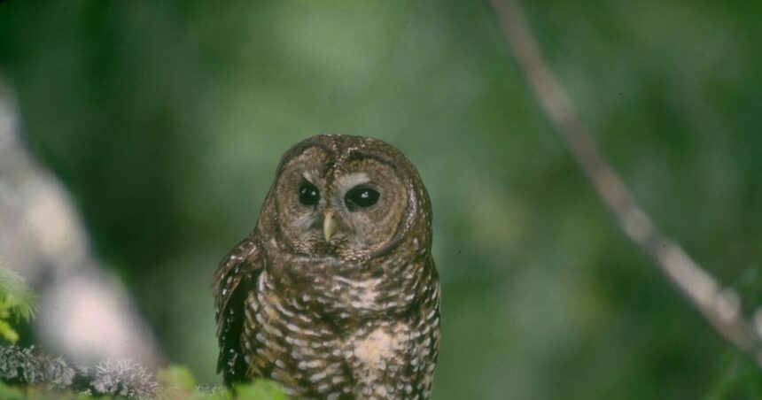 Plan to cull 450,000 owls overcomes major obstacles amid mixed Republican opposition