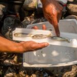 Salmon revival puts nature and Trump administration at odds